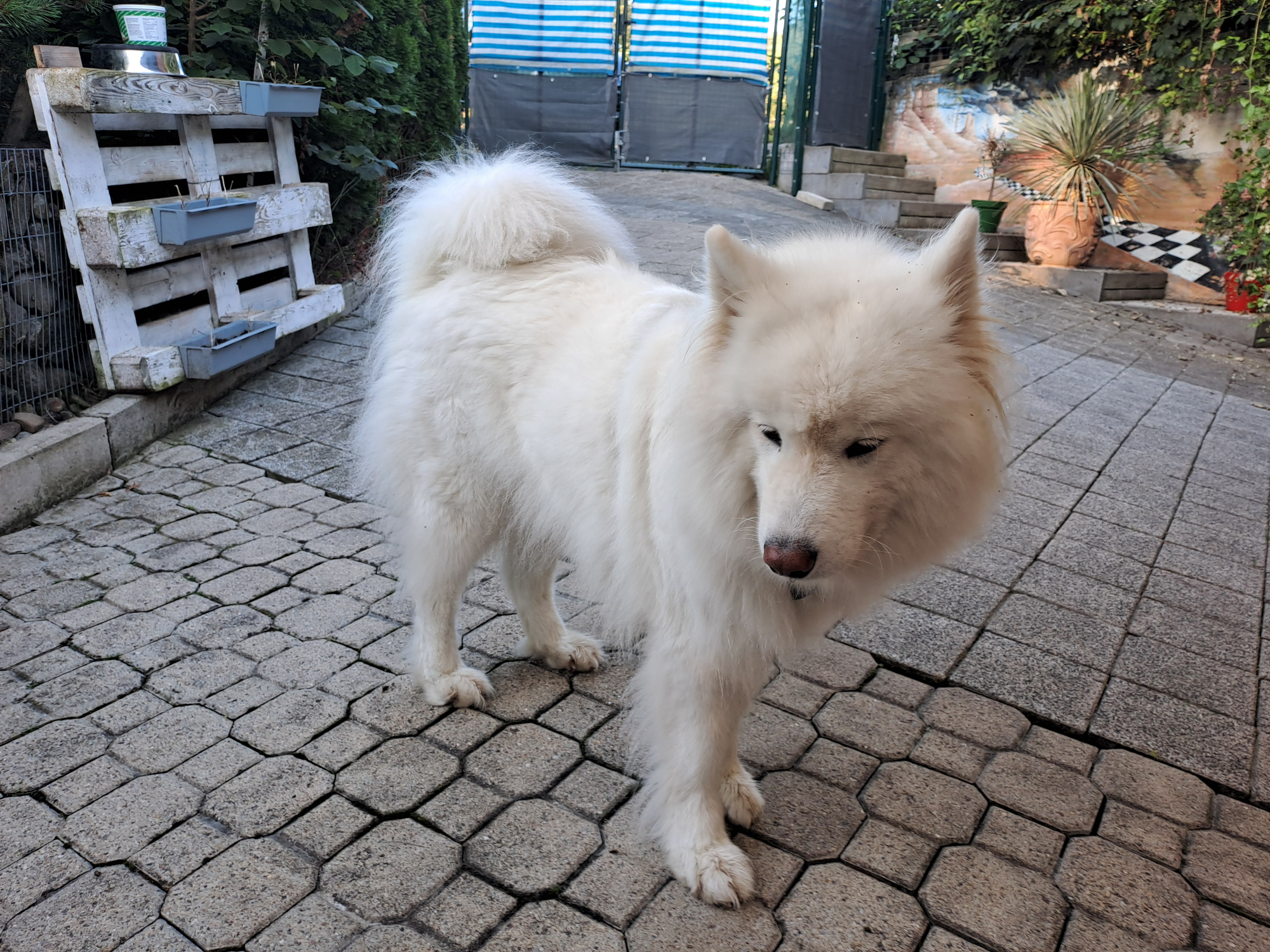 Samojede Mädchen Lou Samojede Mädchen Lou