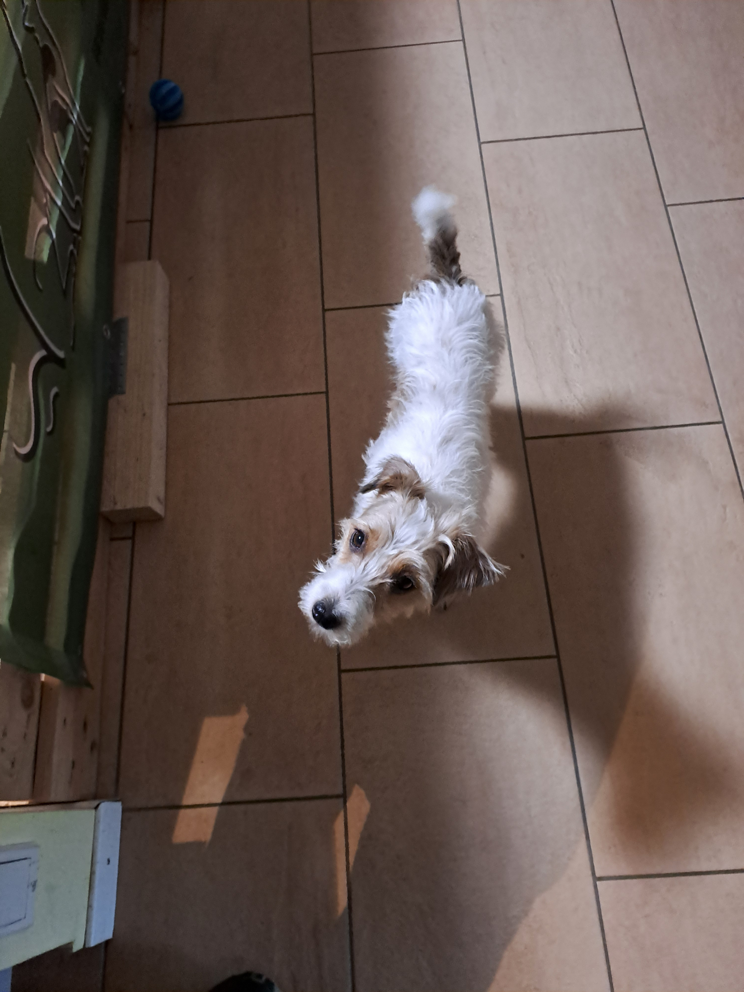 Gina, das Parson Terrier Mädel Gina, das Parson Terrier Mädel