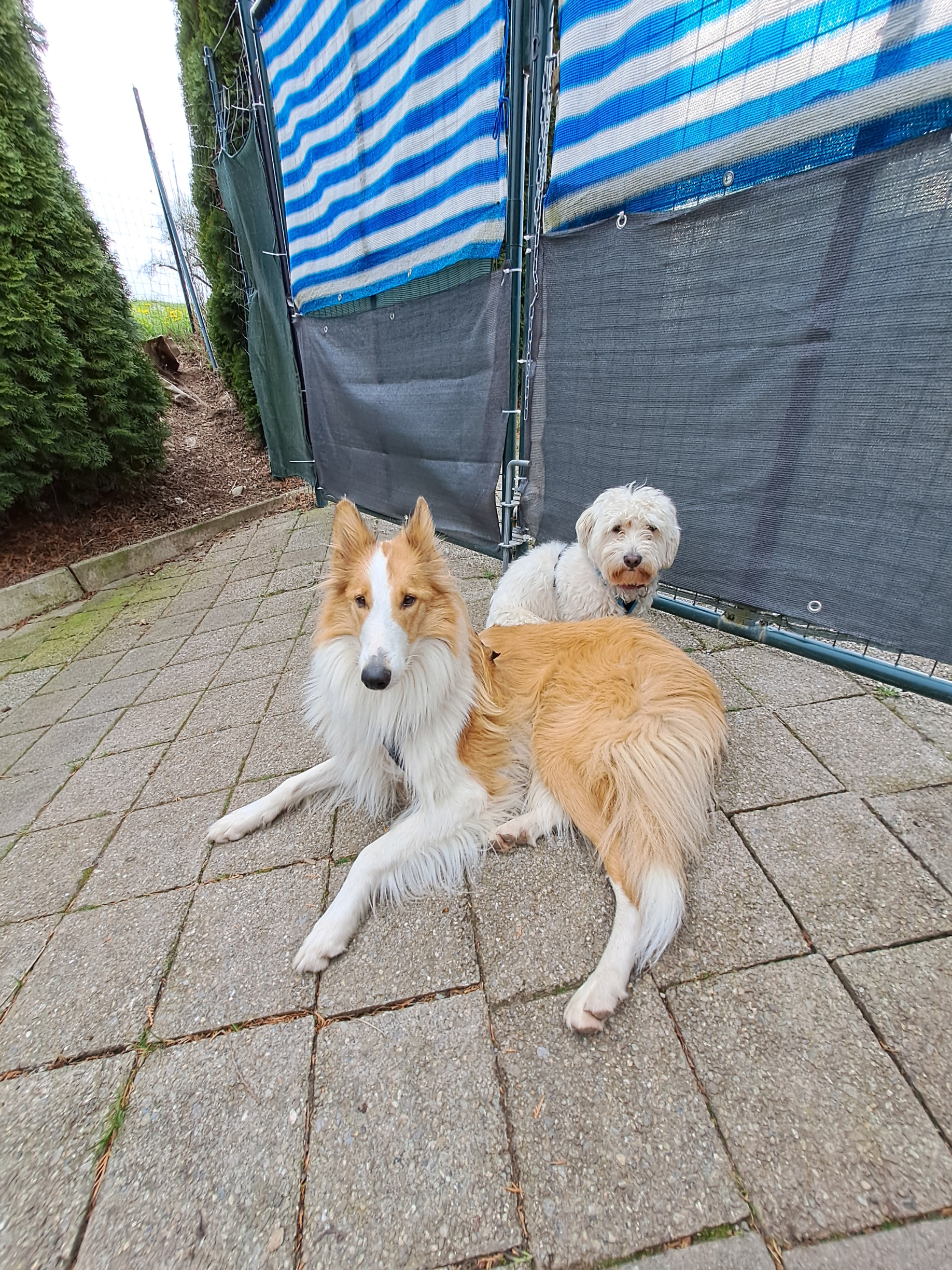 Ronja (Collie) und Balu (Malteser)r) Ronja (Collie) und Balu (Malteser)r)
