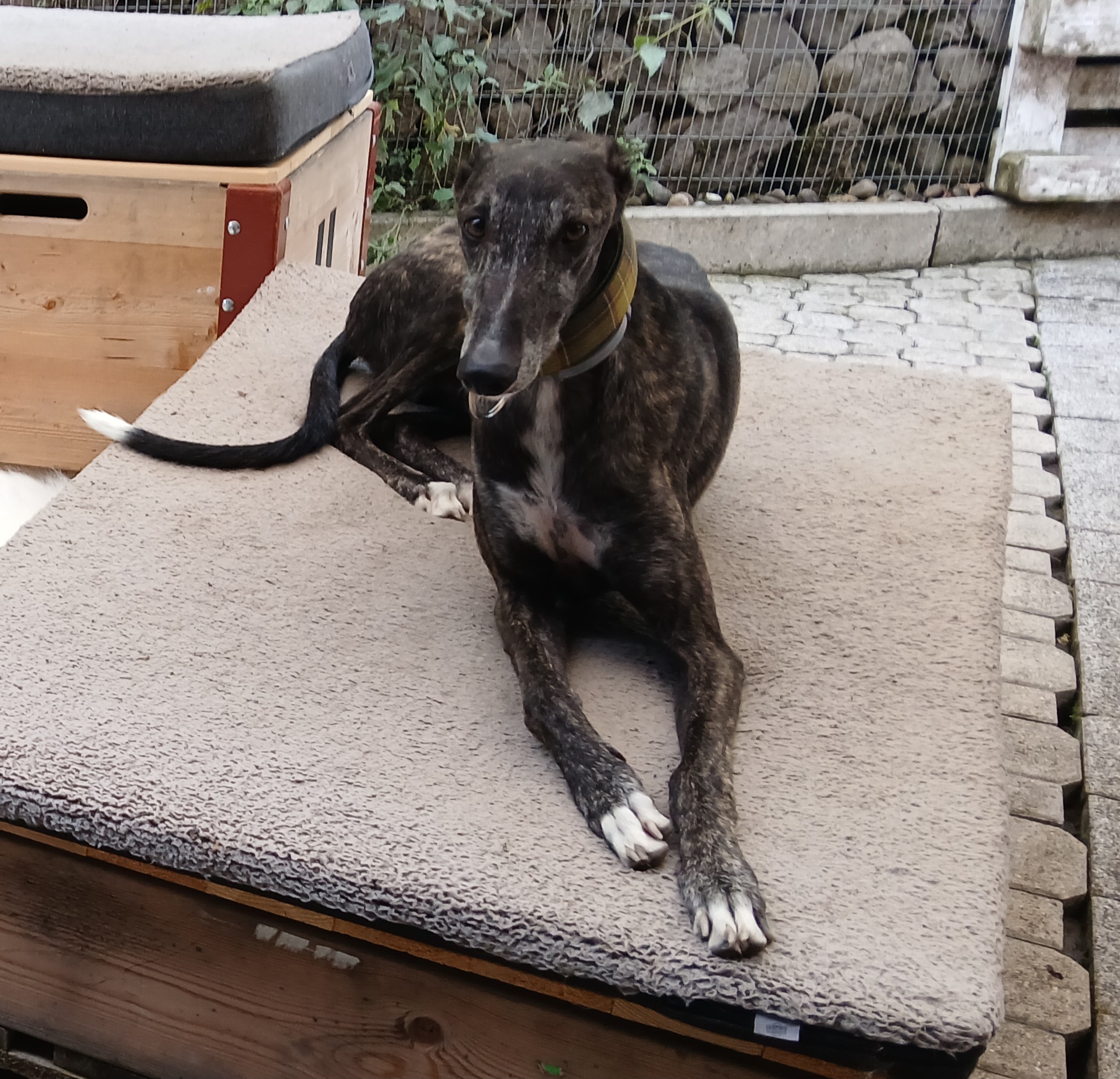 Galgo Bube Onyx Galgo Bube Onyx