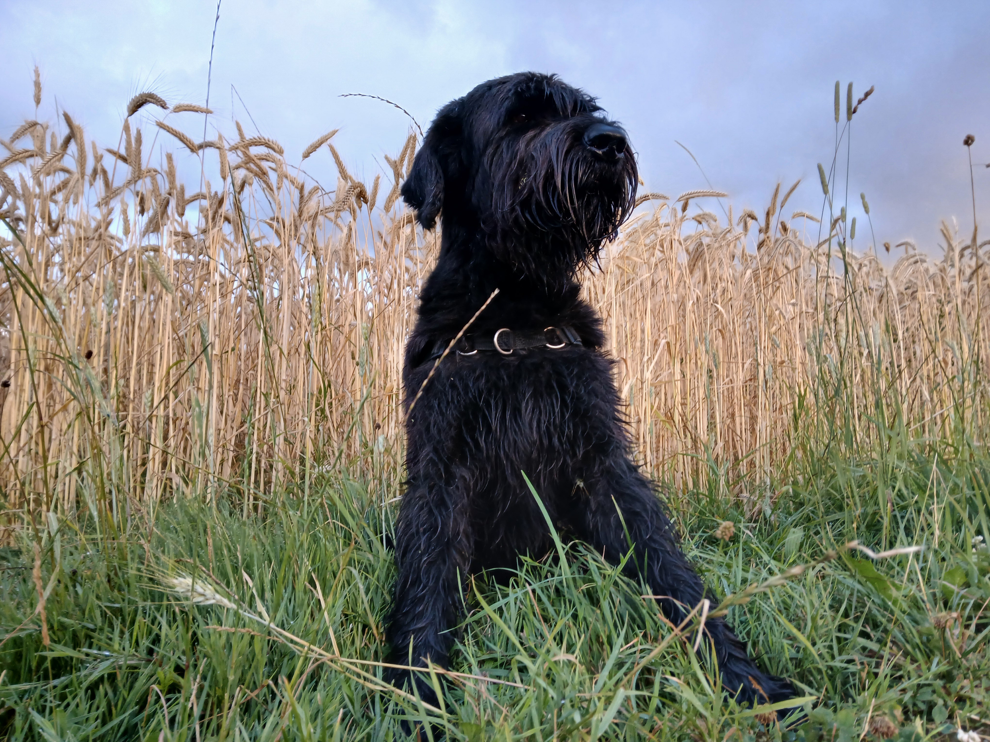 Riesenschnauzer George Riesenschnauzer George